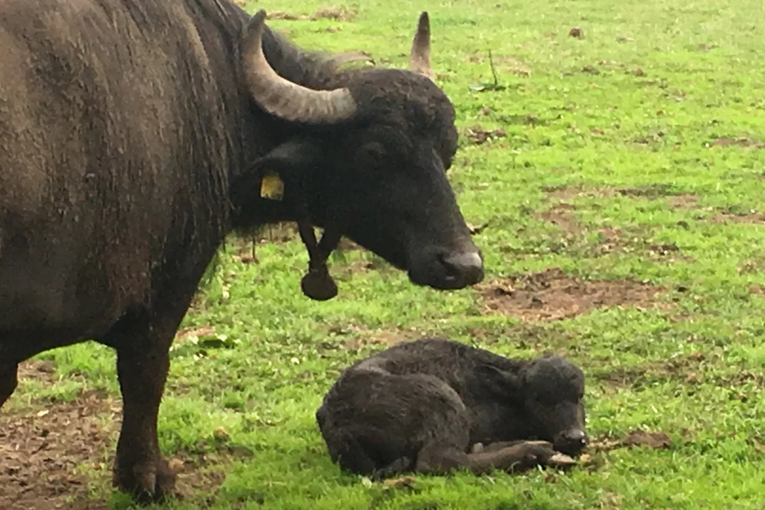 Büffelkuh mit Kalb